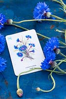 Centurea cyanus - Cornflowers and flower playing card