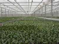Potted Phalaenopsis orchids being grown on in a commercial nursery