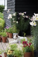 Terrier lying down at entrance to shed surrounded by pots of lilies and other flowers flanking the steps