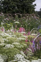 View across cut flower garden at Cotswold Country Flowers with Ammi visnaga in front.
