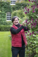 Nicky Dalton deadheading Clematis viticella 'Rubra' at The Burrows Gardens, Derbyshire, in August