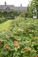 View of the house through the rose hips at The Burrows Gardens, Derbyshire, in August