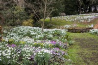 Snowdrops, winter aconites and cyclamen coum in the Spring Garden at Colesbourne Park, Gloucestershire.