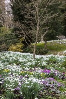 View across the Spring Garden at Colesbourne Park, Gloucestershire. Border planted with snowdrops, winter aconites and cyclamen coum.