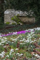 The ice house at Colesbourne Park with naturalised snowdrops and Cyclamen coum in the foreground.