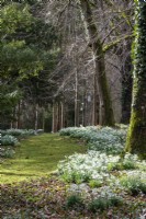 View through woodland with naturalised snowdrops at Colesbourne Park, Gloucestershire