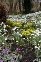 Snowdrops, winter aconites and cyclamen coum in the Spring Garden at Colesbourne Park, Gloucestershire