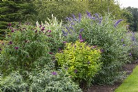 National Collection of Buddleja displayed in long border. Centre: B. davidii 'Moonshine'. On right B. davidii 'Valley View Blue'. On left: B. davidii 'Sugar Plum'.