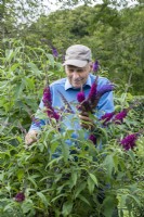 Peter Moore, curator of a National Collection of Buddleja at Longstock Park Nursery, deadheading Buddleja davidii 'Sugar Plum', a cultivar he raised.