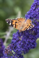 A Painted Lady butterfly alights on Buddleja davidii 'Windtor', butterfly bush flowering from July.