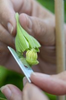 A female clematis flower bud has its sepals delicately cut away as part of its emasculation.