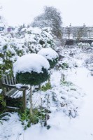 View along garden path and adjacent herbaceous borders covered with snow. Pair of box topiary spheres on either side of a wooden garden bench. December.