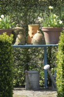 Terracotta containers filled with tulips and Narcissus on blue table.