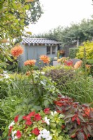 Pretty shed in small suburban garden in Lichfield, Staffordshire, in red orange and yellow theme, July