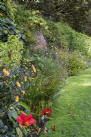 Late summer tender show border along wall.  Plants inc Salvias and Dahlias