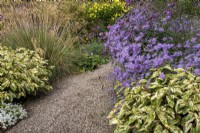 Gravel path through borders with asters and Persicaria virginiana 'Painter's Palette' at The Picton Garden, Herefordshire