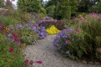A curved gravel path through borders of asters and other autumn flowers at The Picton Garden, Herefordshire