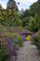 A gravel path through borders of asters and other autumn flowers at The Picton Garden, Herefordshire