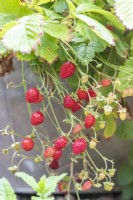 Fragaria vesca - Alpine Strawberries
