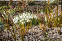 The bronze foliage of Libertia peregrinans sets off the flowers of Galanthus 'Bertram Anderson'.
