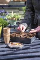 Woman sowing sweetcorn seeds in compost filled fibre pots