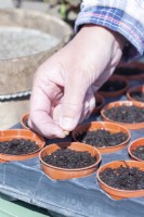 Woman sowing Swiss chard 'Rainbow' seeds in small pots