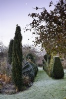 Moon in a morning sky above frosty topiary at Balmoral Cottage, Kent in December