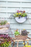 Metal container planted with Helleborus, Narcissus, Ivy, Ranunculus, Black mondo grass and Primulas hanging on fence with various containers on the floor beneath it