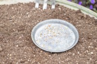 Small tray of wildflower seeds on compost in large metal basin