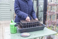 Woman poking holes in the compost to plant the peas