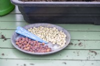 Pea 'Serge' and 'Purple Podded' seeds