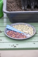 Pea 'Serge' and 'Purple Podded' seeds