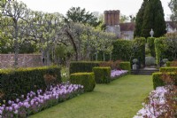 View along avenue of pleached pears in blossom, underplanted with box hedging, pink forget-me-nots and tulip 'Synaeda Amor', a resilient triumph tulip that opens deep pink, fading to a pale two-tone pink with bluish tinge.