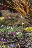 View across a winter border with cyclamen, snowdrops and Iris reticulata at The Picton Garden.