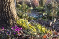 Luzula sylvatica 'Auria'  and Cyclamen coum at The Picton Garden.