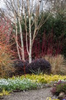 A colourful winter display at The Picton Garden with cornus, silver birch and Luzula sylvatica 'Auria'.