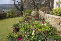 Tulips in the West Border at Trench Hill, Gloucestershire, with a Cotswold drystone wall behind and views towards countryside.