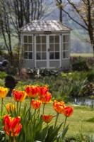 Tulipa 'Banja Luka' with summerhouse behind at Trench Hill, Gloucestershire.