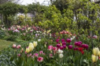 Flowerbeds full of tulips at Trench Hill, Gloucestershire