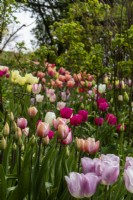 A spring display of pastel tulips at Trench Hill, Gloucestershire