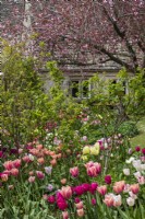 View across flowerbeds filled with tulips toward a flowering prunus and the house at Trench Hill, Gloucestershire.