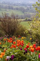 A view over tulips to Cotswold countryside at Trench Hill, Gloucestershire.