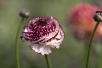 Italian Ranunculus asiaticus, Persian Buttercup 'Elegance line, Crema Striato' trial