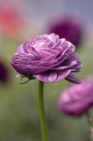 Ranunculus asiaticus, Persian Buttercup 'Elegance line, Viola' trial
