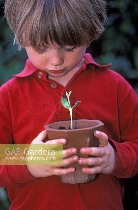 Young boy holding a terracotta pot with a Helianthus - Sunflower seedling that he has grown from seed, May