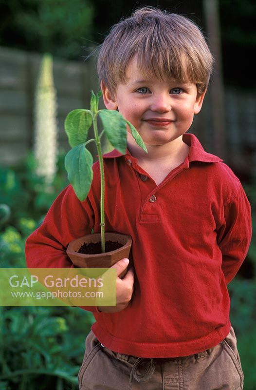 young boy holding a terracotta pot with a Helianthus - Sunflower seedling that he has grown from seed, May 