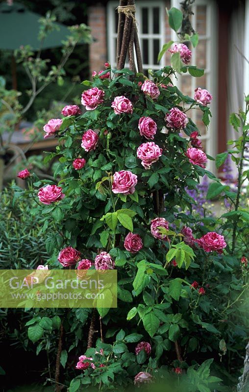 Rosa 'Ferdinand Pichard' trained on rustic obelisk made from hazel rods