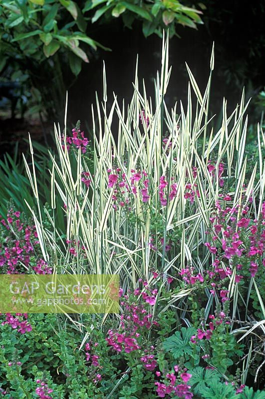 Holcus mollis 'Albovariegatus' - Creeping soft grass with Diascia in June 
