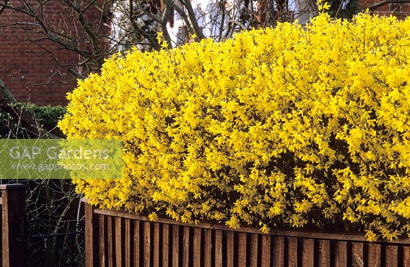 Forsythia hedge in a town front garden
