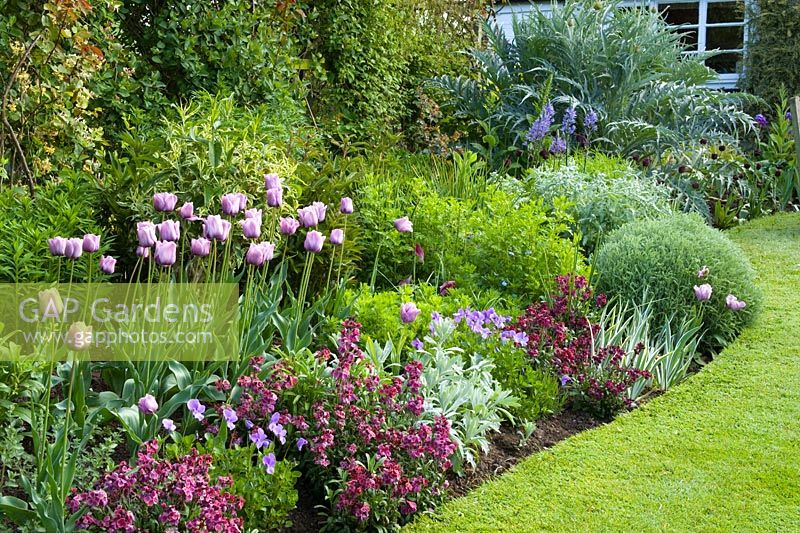 Spring border and lawn at Eastgrove Cottage with Tulipa 'Bleu Aimable' with Erysimum 'Bloomsy Baby Purple' (wallflower) and Viola cornuta in the foreground